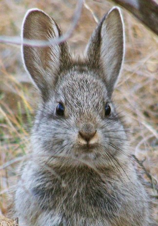 pygmy-rabbit-14.jpg